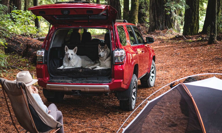 2023 Toyota 4Runner exterior camping in forest with dogs